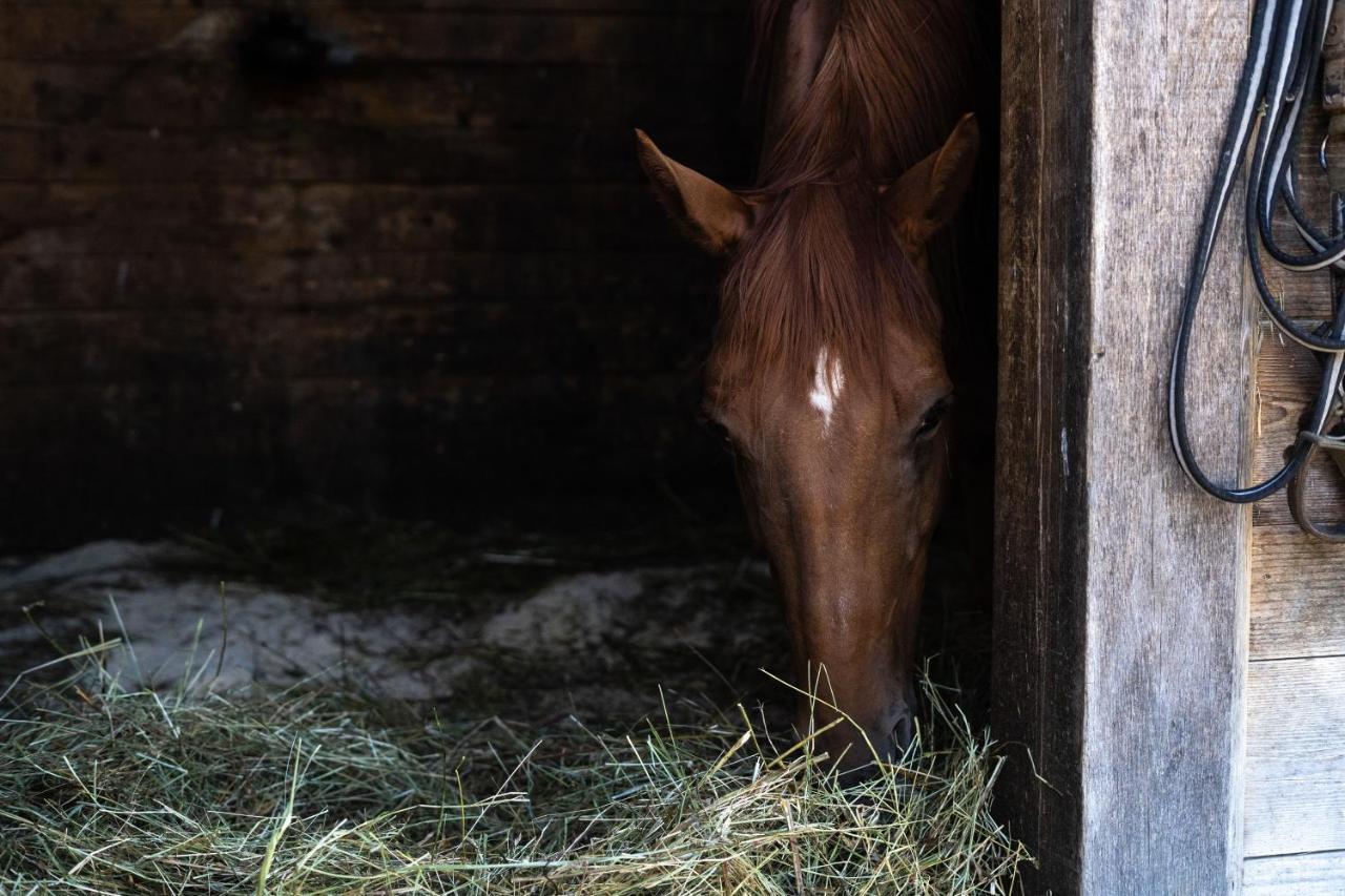Horse Farm Holiday Pr' Kolenc Zgornje Gorje Esterno foto